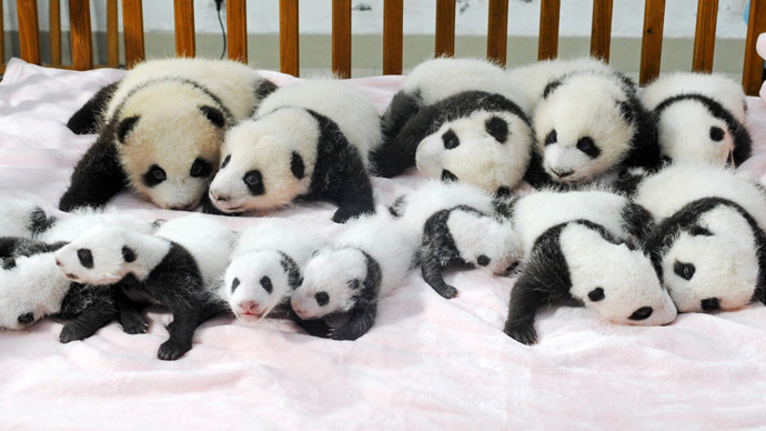 China bans baby pandas from predicting 2014 World Cup winners