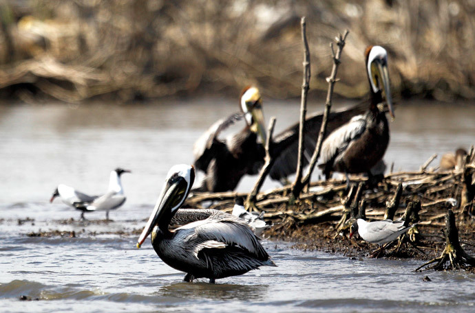 Healthy Brown pelicans sit along Cat Island in Barataria Bay near Myrtle Grove, Louisiana (Reuters / Sean Gardner)
