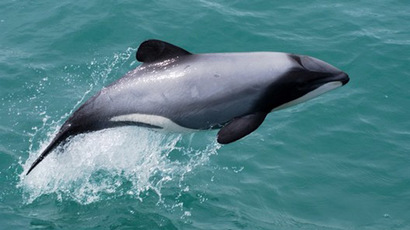 ‘Protect megafauna': Call to save sea life in UK waters from overfishing, pollution