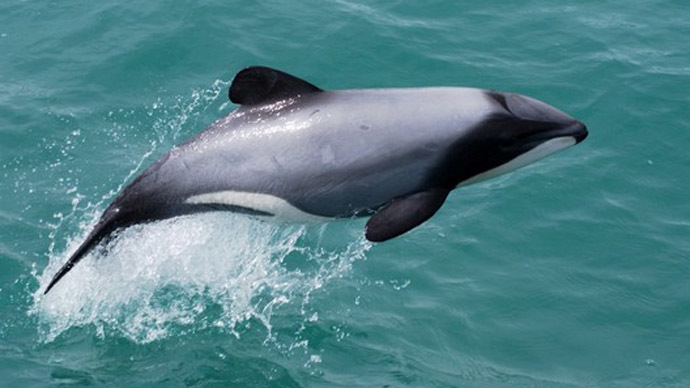 New Zealand govt accused of opening world's rarest dolphin's habitat to oil & gas drilling
