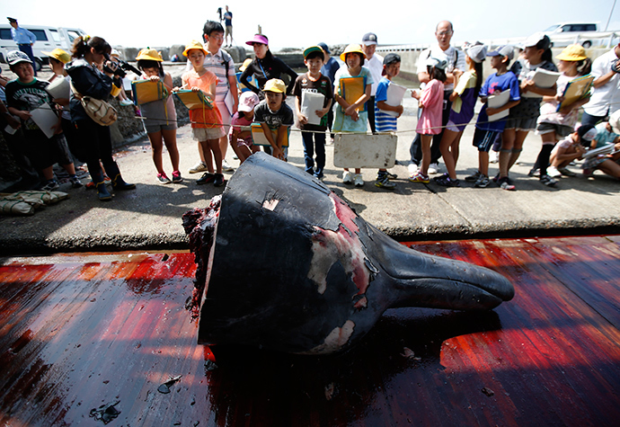 Grade school students and residents look at the head of a carved Baird's Beaked whale at Wada port in Minamiboso, southeast of Tokyo June 26, 2014 (Reuters / Issei Kato)