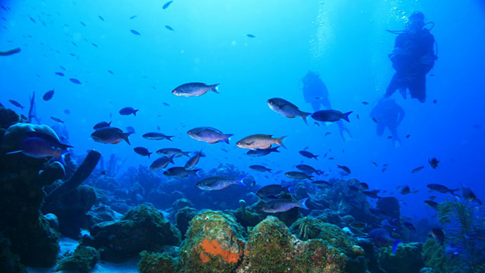 Overfishing and pollution: Caribbean coral reefs may disappear in 20 years