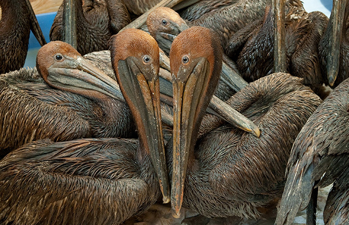 Oil covered brown pelicans found off the Louisiana coast and affected by the BP Deepwater Horizon oil spill in the Gulf of Mexico wait in a holding pen for cleaning at the Fort Jackson Oiled Wildlife Rehabilitation Center in Buras, Louisiana, June 9, 2010. (AFP Photo / Saul Loeb)
