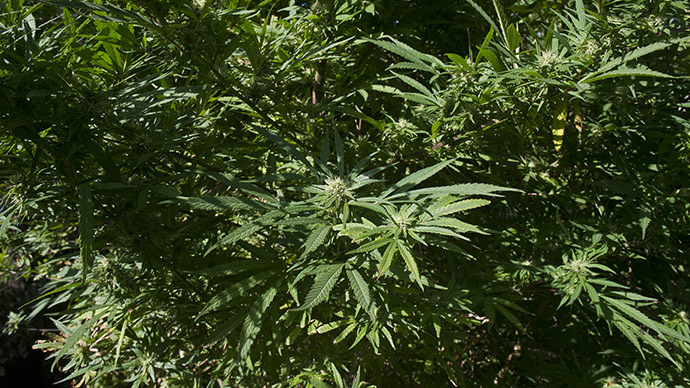 Pot luck! $2 mn marijuana farm found by Texas rancher on federal land he leased