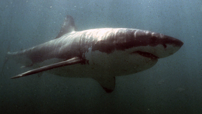 Great white shark attacks California swimmer (VIDEO)