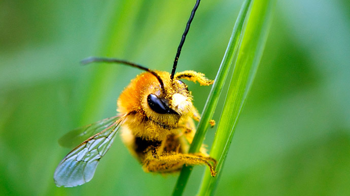 Environmentalists sue California for ‘rubber stamping’ use of honeybee-killing pesticides