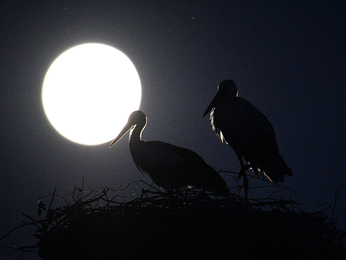 AFP Photo / Janek Skarzynski