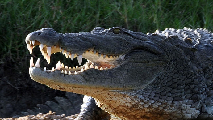 Runaway crocodile may be behind deadly Congo plane crash, UK inquest hears