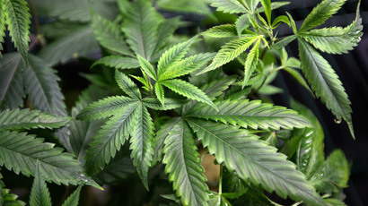 Cannabis shrinks brain? Study says pot abuse damages IQ