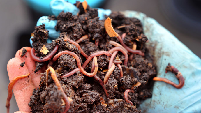 Alcohol-resistant worms may hold key for human sobriety