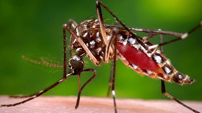 Exotic mosquito-borne virus makes US premiere, infects 2 in Florida
