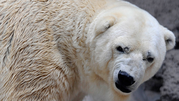 #FreeArturo: 470,000 sign petition to relocate depressed polar bear to Canada