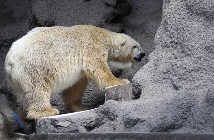 Arturo, the only polar bear in Argentina, living in captivity at a zoo in Mendoza, 1050 km west of Buenos Aires. (AFP Photo / Andres Larrovere)