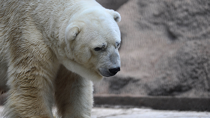 'World’s saddest' polar bear to remain in sweltering Argentinian heat