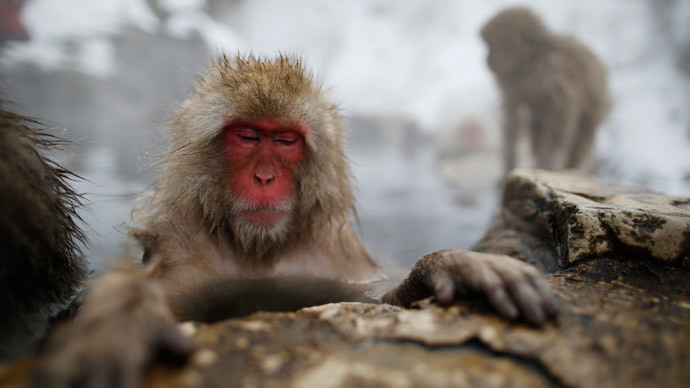 Abnormalities in Japanese monkeys linked to Fukushima nuclear disaster