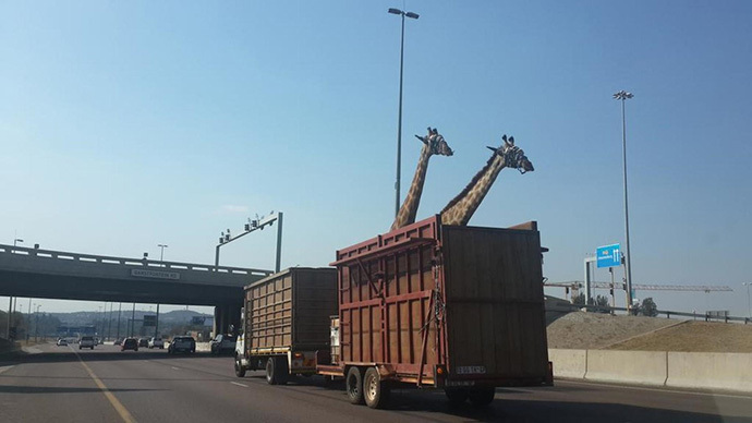 Giraffe dies after smashing head on low highway bridge