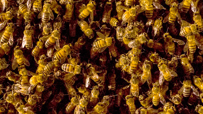 Dying man crashes into house, releasing 60,000 raging bees