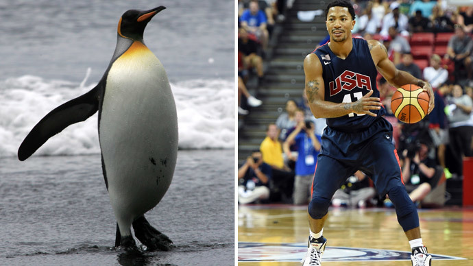The Big Klekowskii: Yes, ancient penguins were the size of basketball players