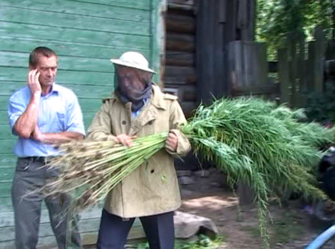 Screenshot from Russian police video - Cannabis plants being taken away after more than 500 weeds were discovered not far from Kostroma, which is around 350 kilometers north east of Moscow. August 5, 2014