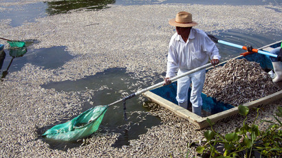 Incredible drone footage: Watch whale sharks feasting on plankton