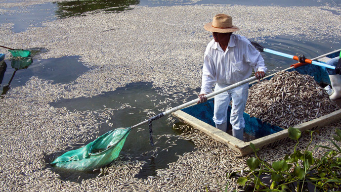 53 ton fish-kill: Dead 'popocha' fish removed from Cajititlan Lagoon, Mexico