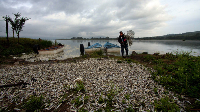A fisherman collects dead "popocha" fish at the lagoon of Cajititlan in Tlajomulco de Zuniga, Jalisco State, Mexico, on September 1, 2014.(AFP Photo / Hector Guerrero)