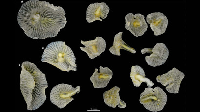 ​Deep-sea mushroom creatures 'completely reshape' our understanding of evolution