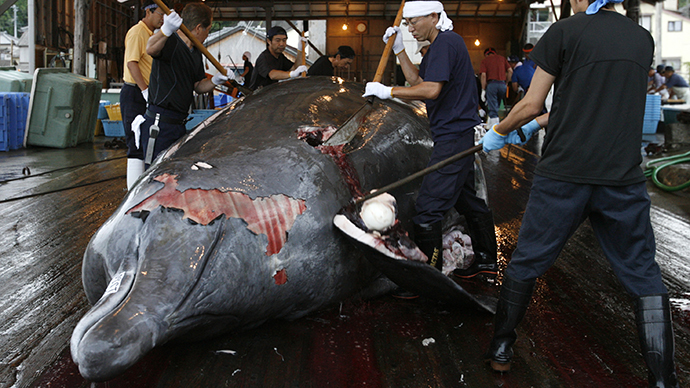Japan begins Pacific whale 'research,' plans to kill 51 minkes