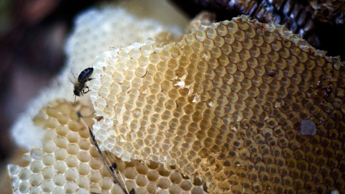 Honeybee antibiotics? Fresh honey ‘key’ to beating drug-resistant infections, scientists say