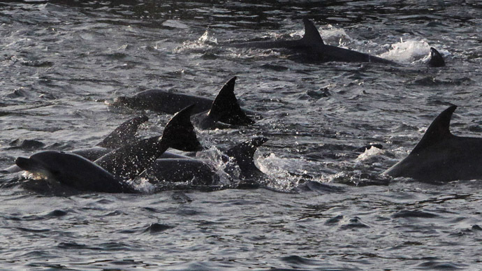 Crimean combat dolphins 'transferred to Russian military control'