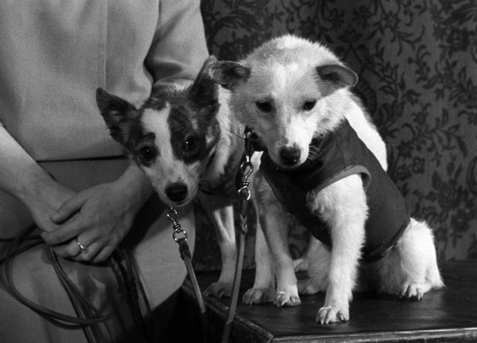 A still from the Soviet documentary Earth-Outer Space-Earth by director Tamara Lavrova. Space dogs Belka and Strelka.(RIA Novosti)