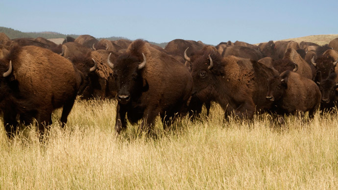 ​Yellowstone National Park to kill up to 900 bison this winter