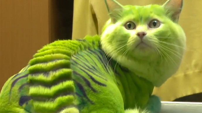 Dragon-cat and bee-dog: Russian groomers turn ordinary animals into futuristic creatures