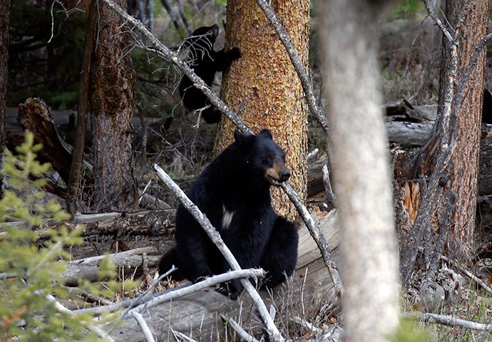 A female black bear and a cub are pictured in Yellowstone National Park in Wyoming (Reuters / Jim Urquhart)