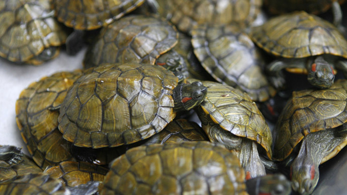 Smuggler tries to cross US-Canada border with 51 turtles in his pants