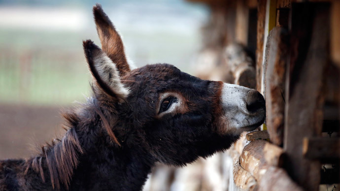 Cover your ass! Conservative attack on donkey lovemaking overturned in Poland