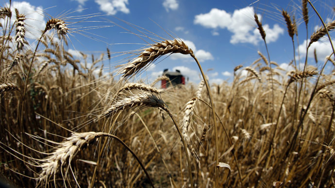 Monsanto GMO wheat contamination discovered in Montana