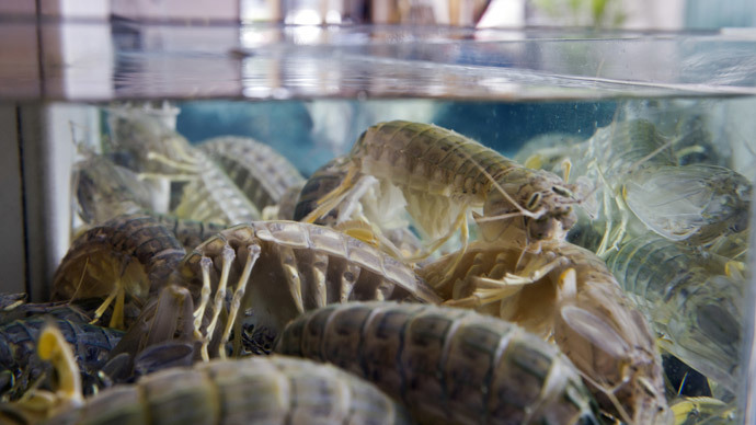 Cance-r-evolution: Shrimp eyes help scientists develop 'cancer-seeing' phone camera