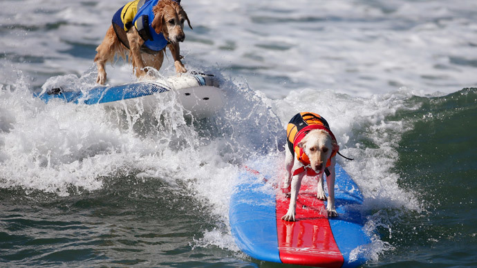 Surf's pup! Dog surfing contest drops in on California (PHOTOS)