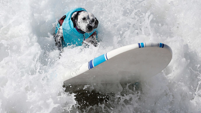 A dog surfs at the 6th Annual Surf City surf dog contest in Huntington Beach, California September 28, 2014.(Reuters / Lucy Nicholson)