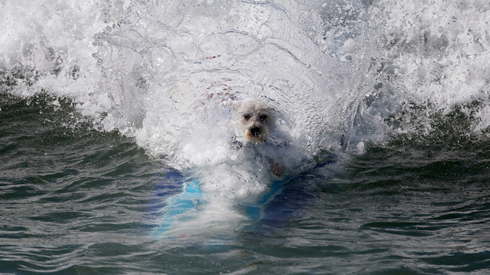 A dog wipes out at the 6th Annual Surf City surf dog contest in Huntington Beach, California September 28, 2014. (Reuters / Lucy Nicholson)