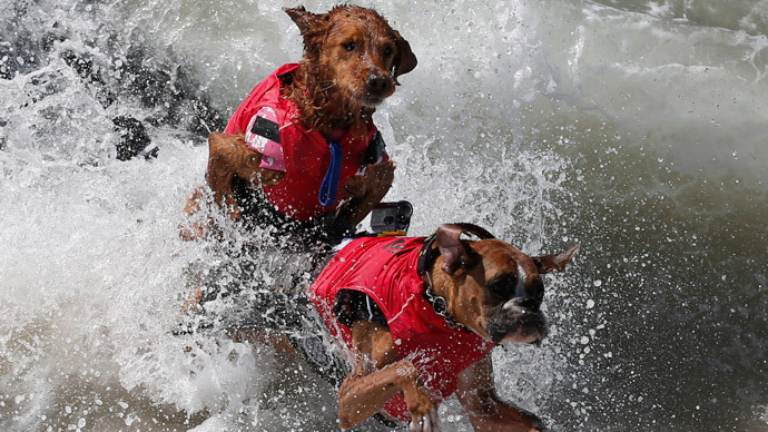 Dogs wipe out in the 6th Annual Surf City surf dog contest in Huntington Beach, California September 28, 2014. (Reuters / Lucy Nicholson)
