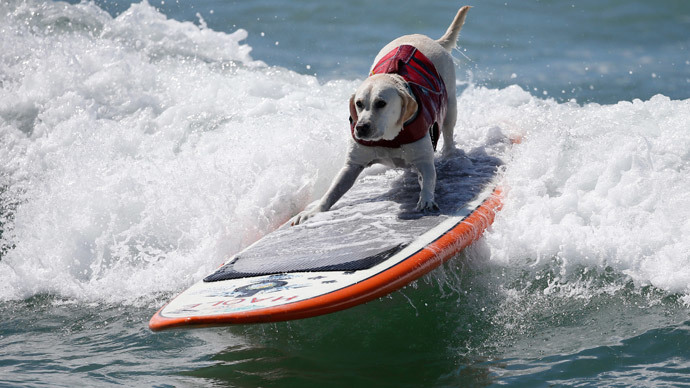A dog surfs at the 6th Annual Surf City surf dog contest in Huntington Beach, California September 28, 2014. (Reuters / Lucy Nicholson)