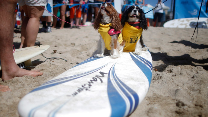 Samson (R) and Delilah wait to compete at the 6th Annual Surf City surf dog contest in Huntington Beach, California September 28, 2014.(Reuters / Lucy Nicholson)