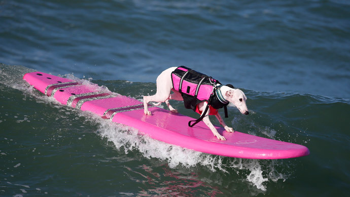 A dog surfs at the 6th Annual Surf City surf dog contest in Huntington Beach, California September 28, 2014.(Reuters / Lucy Nicholson)