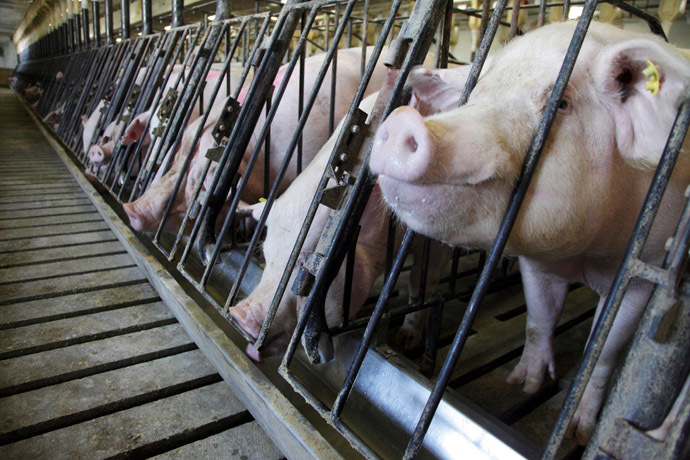 Sows feed at Whiteshire Hamroc farm in Albion, Indiana (Reuters/John Gress)