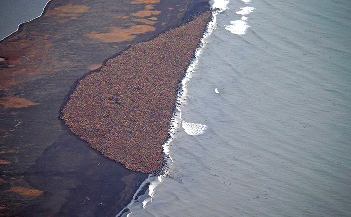 This National Oceanic and Atmospheric Administration (NOAA) photo obtained October 1, 2014 shows an estimated 35,000 walrus as they gather on shore on September 23, 2014 about 5 miles(8 km) north of Point Lay, Alaska according to NOAA (AFP Photo / NOAA / Corey Accardo)