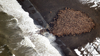 Starving & sick: Sea lion pups wash ashore in record numbers, global warming blamed