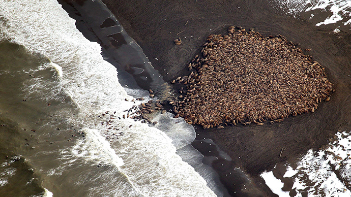 35,000 walruses forced onto land in Alaska due to decrease in Arctic Sea ice