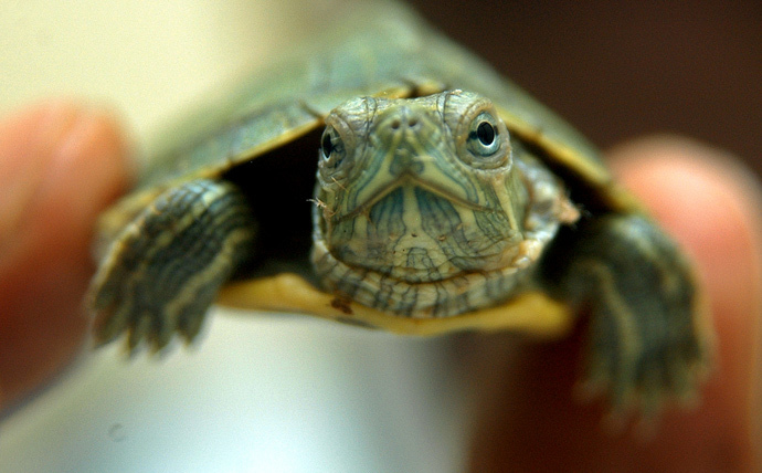 Red-eared slider turtle (Reuters / Bab)
